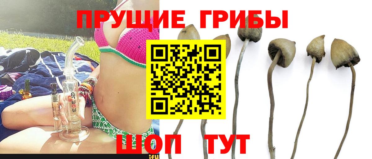 Галлюциногенные грибы Cubensis  Вход с VPN  Галлюциногенные грибы Psilocybe  Глазов 